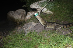 Crocodylus moreletii