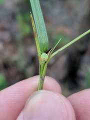 Scleria ciliata