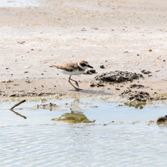 Charadrius wilsonia