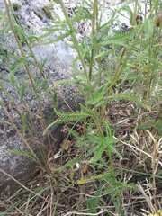 Achillea millefolium