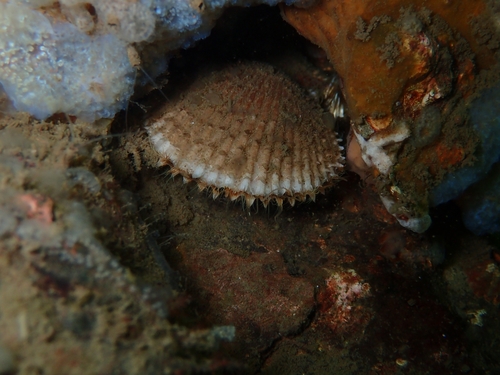 Variegated Scallop, Nederland, photo 7 of 10