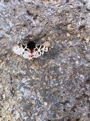 Apantesis nevadensis