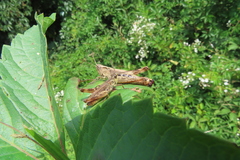 Chorthippus macrocerus