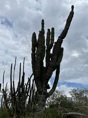 Pachycereus pringlei