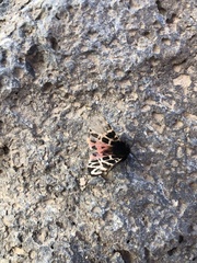 Apantesis nevadensis