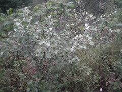 Pyrus
