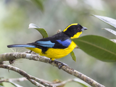 Anisognathus somptuosus