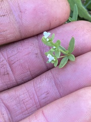 Galium trifidum