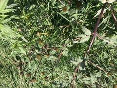 Bidens tripartita