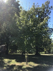 Acer skutchii