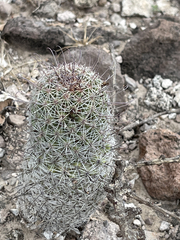 Mammillaria dioica dioica