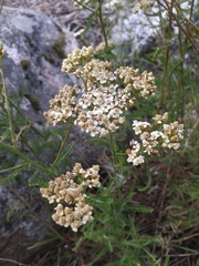 Achillea millefolium