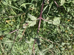 Bidens tripartita