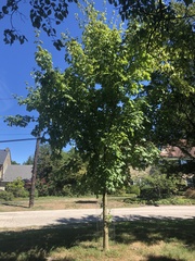 Acer skutchii