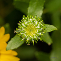 Grindelia squarrosa