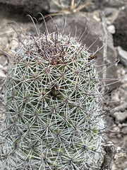 Mammillaria dioica dioica