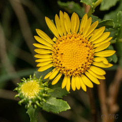Grindelia squarrosa