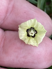 Physalis cinerascens