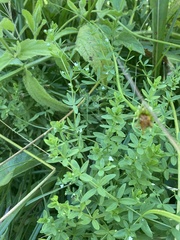 Galium trifidum
