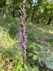Liatris pilosa