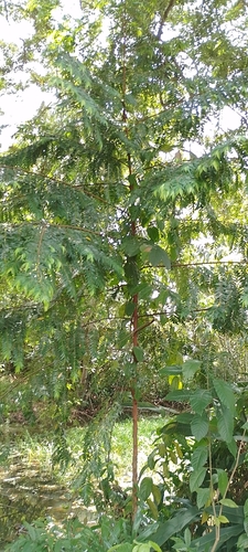 Foto de Embiriba