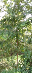 Xylopia ligustrifolia