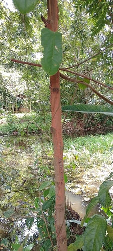 Foto de Embiriba