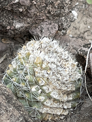 Mammillaria dioica dioica