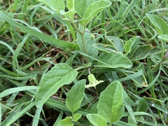 Physalis cinerascens