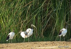 Threskiornis aethiopicus
