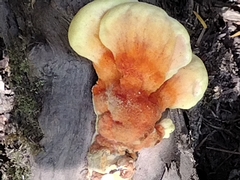 Laetiporus conifericola