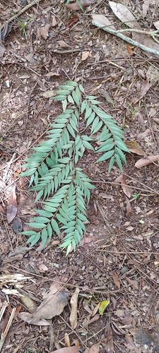 Foto de Embiriba