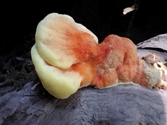 Laetiporus conifericola