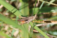 Chorthippus dorsatus