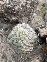 Mammillaria dioica dioica