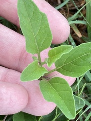 Physalis cinerascens