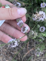Mentha pulegium