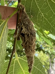 Thyridopteryx ephemeraeformis