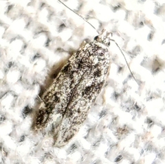Gelechiini