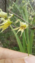 Melasphaerula graminea