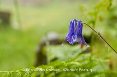 Aquilegia vulgaris dichroa