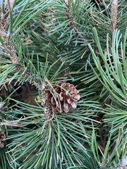 Pinus mugo