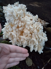 Hericium