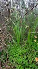 Melasphaerula graminea