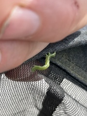 Trichoplusia ni