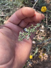 Pentzia incana