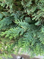 Thuja occidentalis