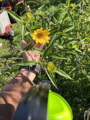 Helianthus grosseserratus