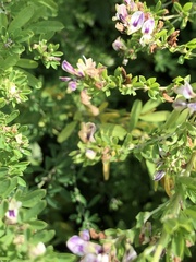 Lespedeza cuneata