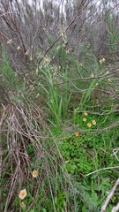 Melasphaerula graminea